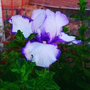 Meet your Posher, Trish